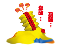 塩酸・・硫酸・・